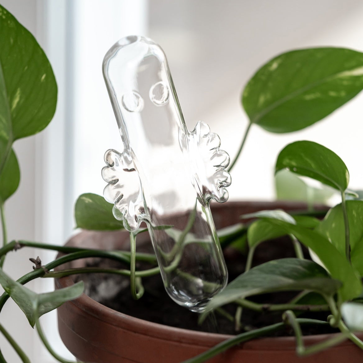 Moomon Hattifattener Watering Bulb showing in a plant with lots of green leaves surrounding it