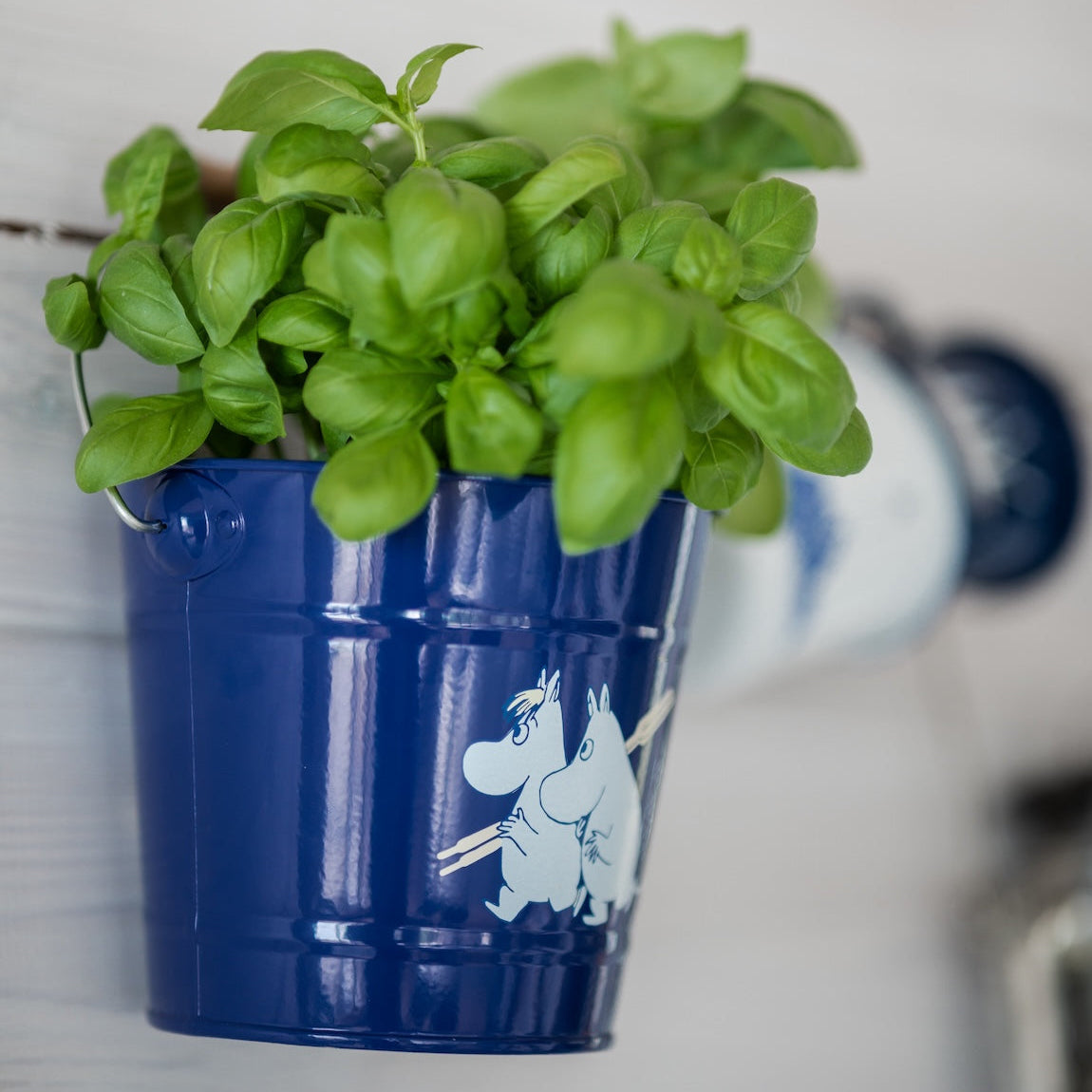 Moomin Sailors Bucket 2L full of Basil Herbs