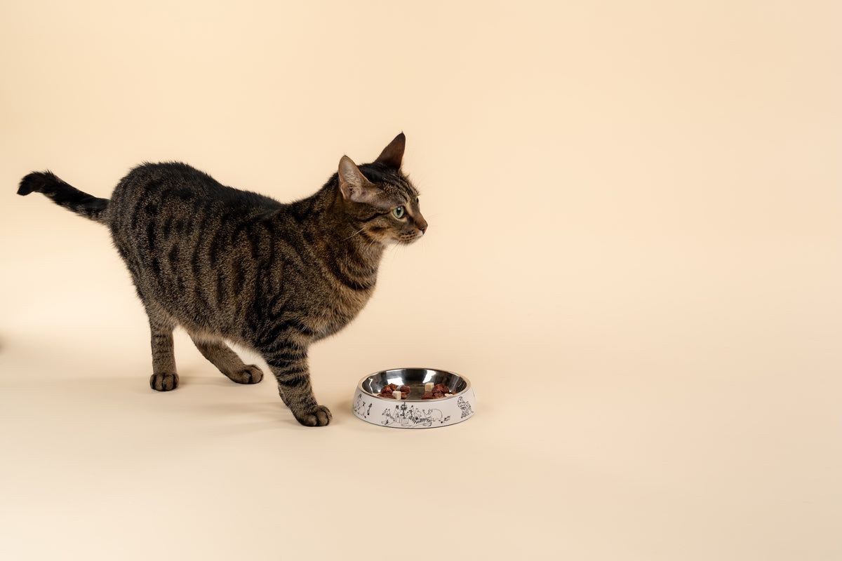 MOOMIN For Pets | Cat Food Bowl | Moomin 80 | ⌀ 15.5cm / H 3cm