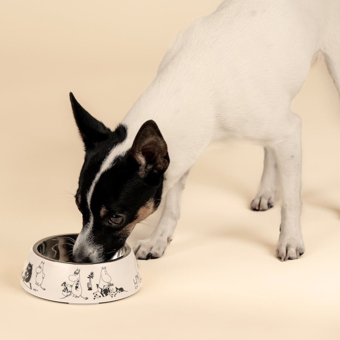 A  Jack Russel is tucking into some food out of a Moomin For Pets Bowl 14cm Diameter, 4.5cm high. Part of the Moomin 80 Collection by Muurla Design