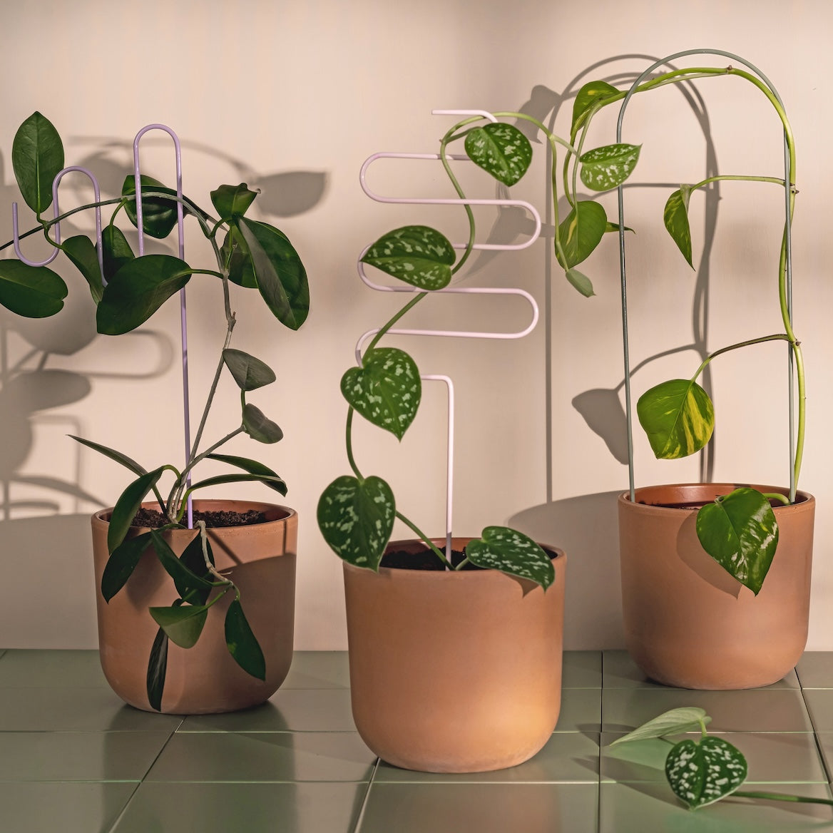 Three potted plants on a reflective surface with a neutral background
