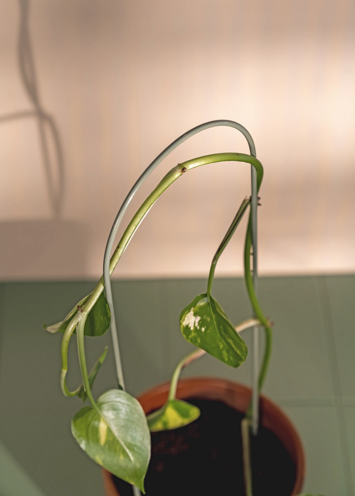 MUURLA | Plant Supports in Pastel Tones | Set of 3