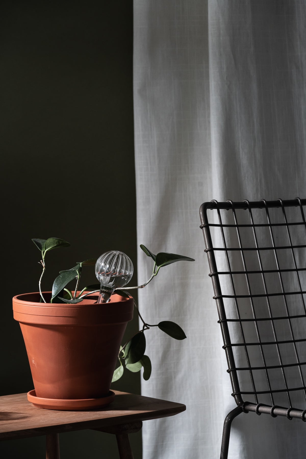 Muurla Watering Bulb 15cm Clear shown nestled into a houseplant in a brown pot, on a table next to a chair