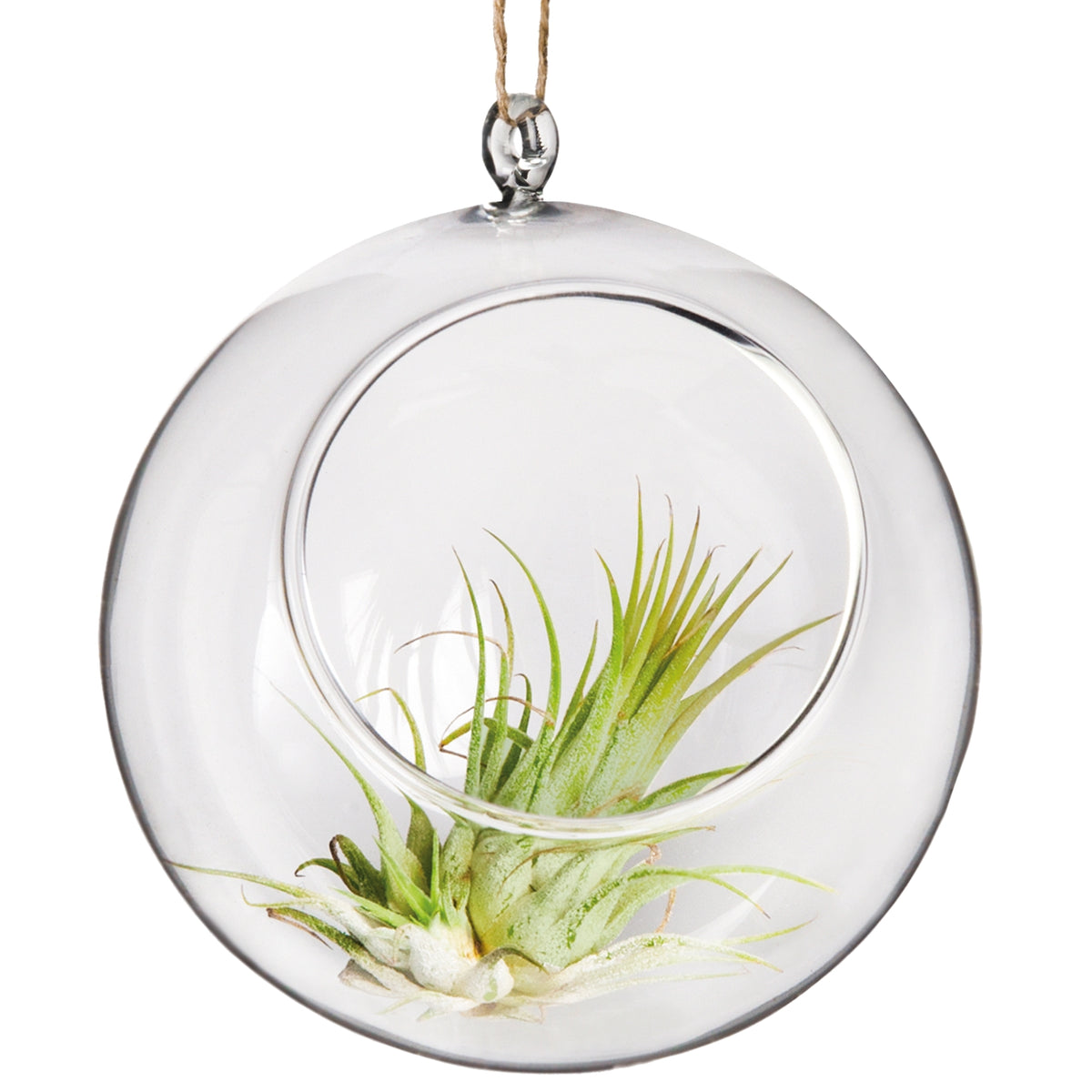 Muurla Design Decoration Ball 17cm with a small herb inside